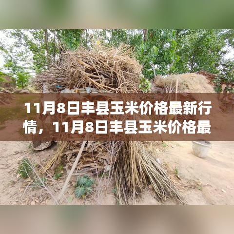11月8日豐縣玉米價(jià)格最新行情解析，市場(chǎng)洞察與個(gè)人觀點(diǎn)