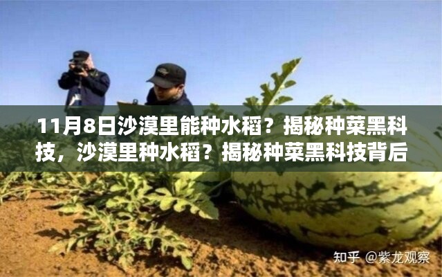 揭秘沙漠種菜黑科技，水稻種植背后的奇跡探索