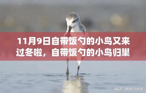 自帶飯勺的小鳥歸巢過冬，生態(tài)適應(yīng)還是人類干預(yù)？
