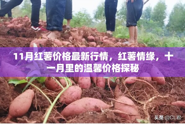 11月紅薯價格行情揭秘，情緣與溫馨價格的探秘