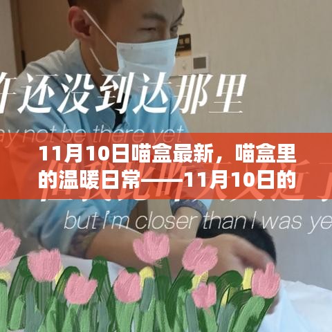 喵盒里的溫暖日常，11月10日的奇妙時(shí)光記錄