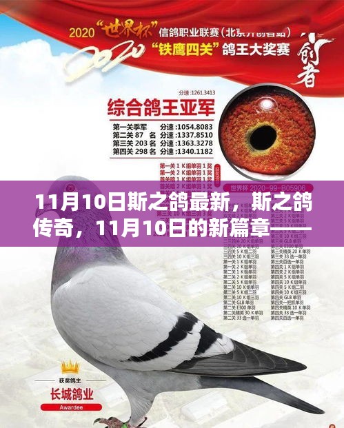 斯之鴿傳奇，回顧與展望——11月10日新篇章開啟