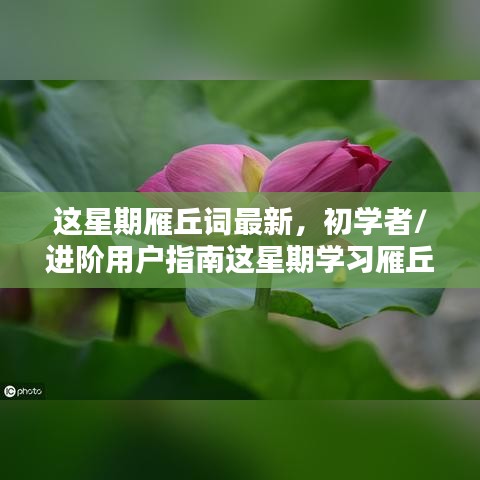 初學(xué)者與進(jìn)階用戶指南，這星期學(xué)習(xí)雁丘詞的詳細(xì)步驟與最新指南