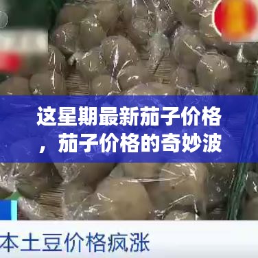 本周茄子價格揭秘，奇妙波動與溫馨菜價之旅