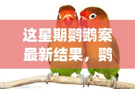 鸚鵡案最新進(jìn)展揭秘，心靈覺(jué)醒的自然之旅與微笑結(jié)局