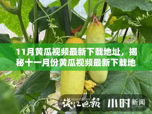揭秘十一月份黃瓜視頻最新下載地址，背景、影響與時(shí)代地位分析