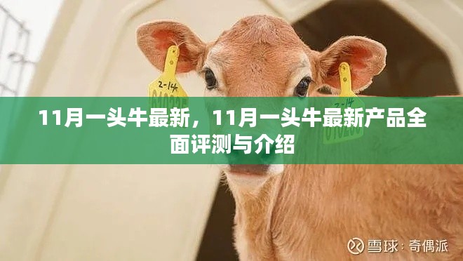 11月一頭牛最新產品全面評測與介紹，最新動態(tài)一覽