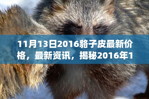 揭秘，2016年11月13日貉子皮市場最新行情及價格走勢分析