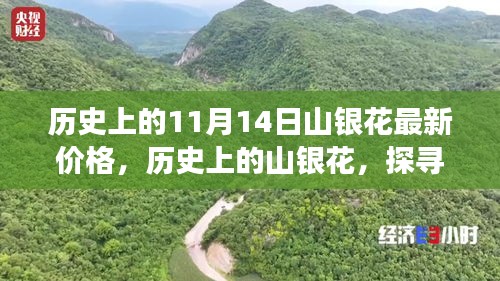 探尋山銀花價格變遷背后的故事與影響，歷史上的最新價格回顧（11月14日）