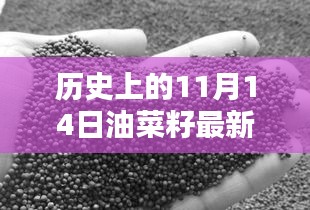 歷史上的11月14日油菜籽價格行情解析及查詢指南，最新行情與查詢步驟全解析