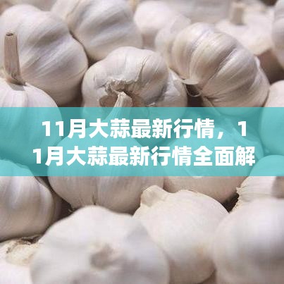 11月大蒜行情全面解析，市場(chǎng)動(dòng)態(tài)掌握與應(yīng)對(duì)策略
