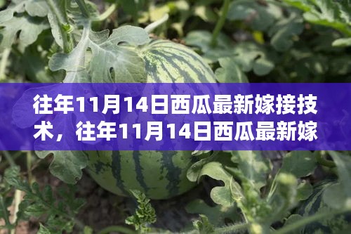 西瓜最新嫁接技術全解析，入門到精通的步驟指南（往年11月14日版）
