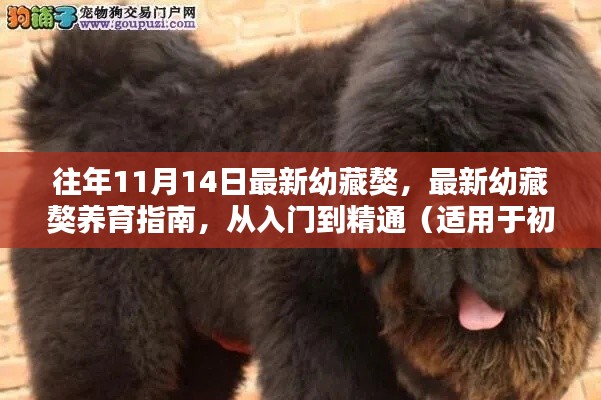 最新幼藏獒養(yǎng)育指南，從入門到精通，適合初學(xué)者與進(jìn)階用戶全攻略（往年幼藏獒最新資訊）