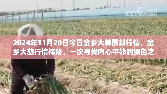 2024年11月20日金鄉(xiāng)大蒜行情深度解析，綠色之旅探尋內(nèi)心平靜之路