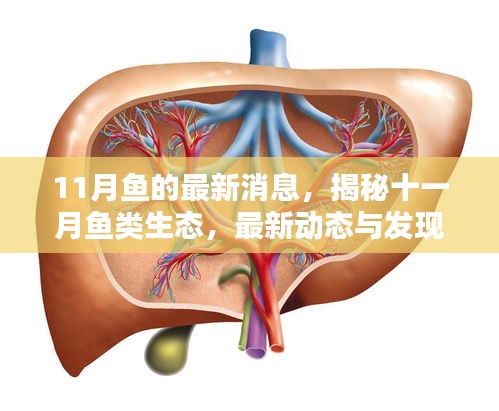 揭秘十一月魚類生態(tài)最新動態(tài)與發(fā)現(xiàn)，魚的最新消息全解析