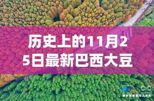 探尋自然秘境，巴西大豆與心靈之旅的交匯點(diǎn)——?dú)v史上的最新巴西大豆報(bào)道