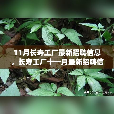 11月長壽工廠最新招聘信息詳解，如何順利應(yīng)聘長壽工廠并提升競爭力？