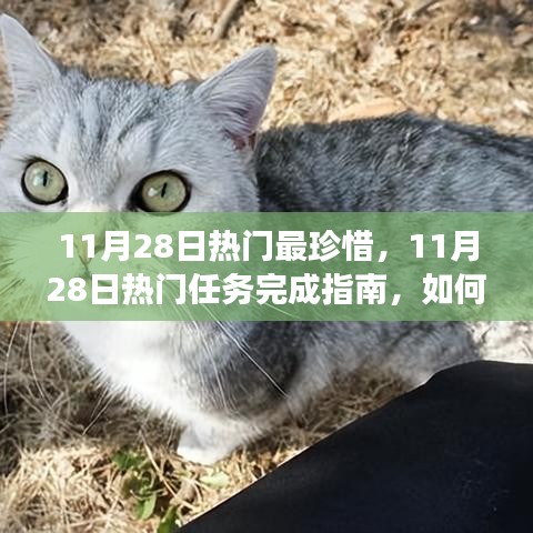 11月28日熱門任務(wù)完成指南，高效珍惜每一天，實(shí)現(xiàn)學(xué)習(xí)與進(jìn)步的飛躍
