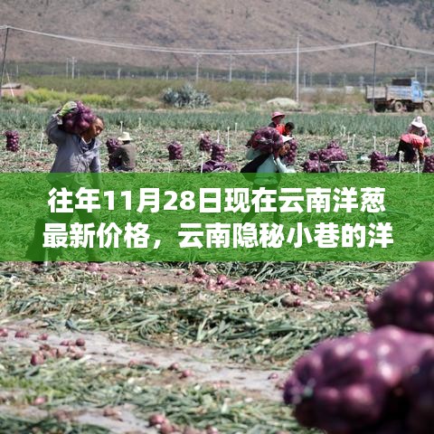 探尋云南隱秘小巷的洋蔥秘香，最新價(jià)格與美食奇遇（11月28日）