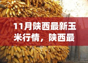 陜西玉米最新行情分析，市場動態(tài)、趨勢展望與行情解讀