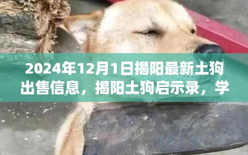 揭陽土狗最新出售信息，學(xué)習(xí)力量與自信成就之路的啟示錄