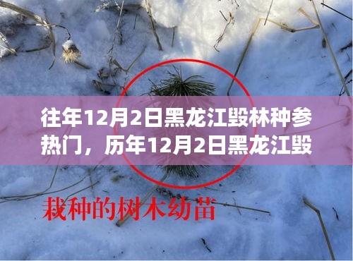 黑龍江毀林種參事件回顧，探尋背后的故事與啟示，歷年12月2日熱門事件聚焦