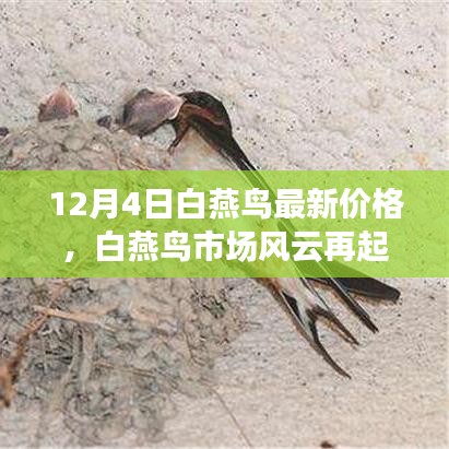 探尋白燕鳥市場(chǎng)風(fēng)云，最新價(jià)格揭秘與背后的故事