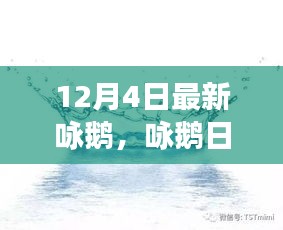 12月4日鵝群趣事與友情盛宴，日常詠鵝新篇章