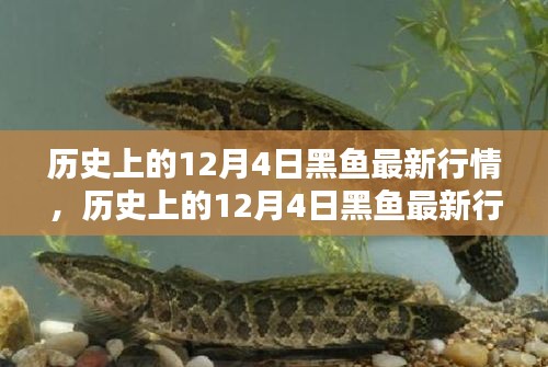 歷史上的12月4日黑魚行情深度解析，特性、體驗、競品對比與用戶群體分析