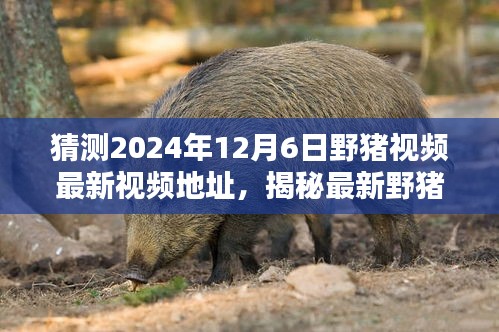揭秘野豬視頻追蹤技巧，如何猜測(cè)并獲取特定日期野豬視頻地址（警惕違法犯罪風(fēng)險(xiǎn)）