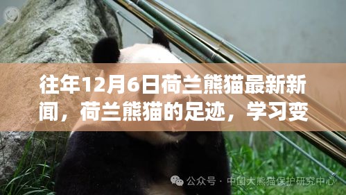 荷蘭熊貓足跡，學(xué)習(xí)變化與樂觀的力量，最新新聞追蹤