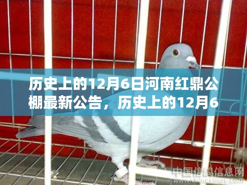揭秘河南紅鼎公棚歷史公告，最新動態(tài)盡在12月6日揭曉！