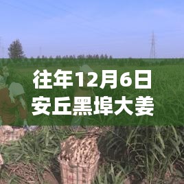 安丘黑埠大姜，歷年12月6日熱門價(jià)格回顧與姜香中的溫情陪伴