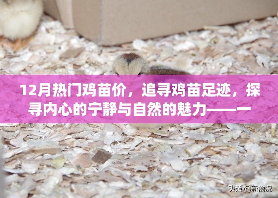 十二月雞苗之旅，探尋熱門價(jià)格與自然的魅力