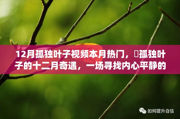 十二月孤獨(dú)葉子視頻，綠色之旅探尋內(nèi)心平靜