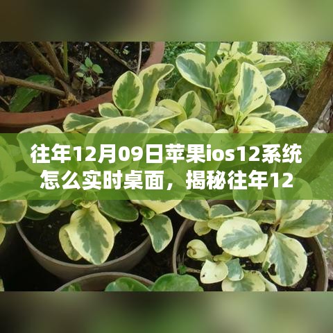 揭秘，蘋(píng)果iOS 12系統(tǒng)實(shí)時(shí)桌面設(shè)置指南（往年12月9日發(fā)布）