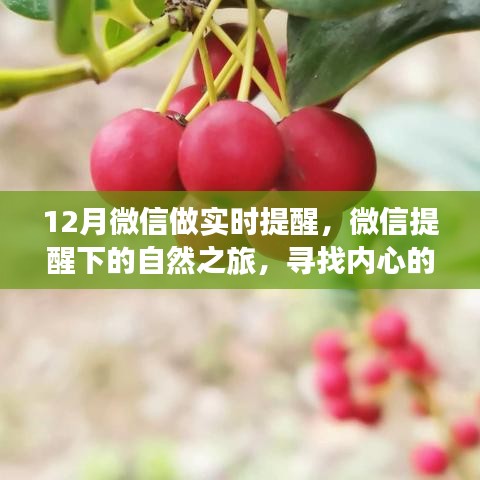 微信實時提醒下的自然之旅，十二種尋找內(nèi)心寧靜與平和的魔法方式
