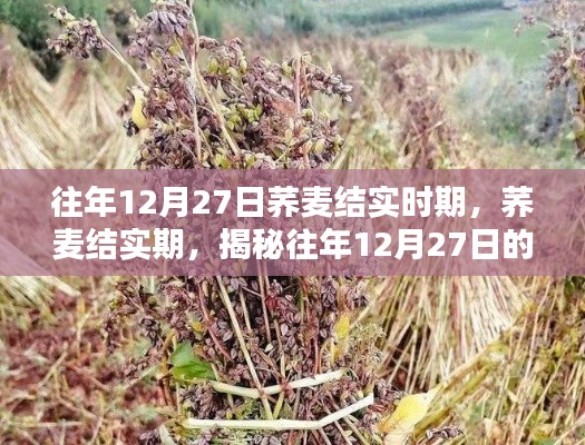 揭秘蕎麥結(jié)實(shí)期，往年12月27日的奧秘探索