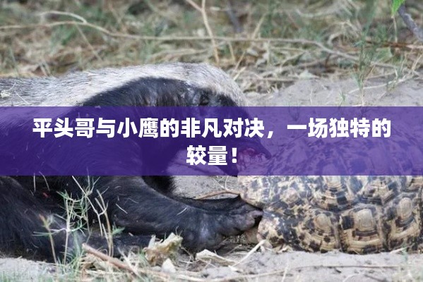 平頭哥與小鷹的非凡對決，一場獨特的較量！