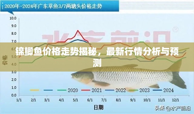 錦鯽魚(yú)價(jià)格走勢(shì)揭秘，最新行情分析與預(yù)測(cè)