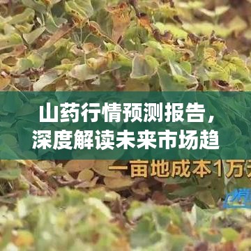 山藥行情預測報告，深度解讀未來市場趨勢（2019版）
