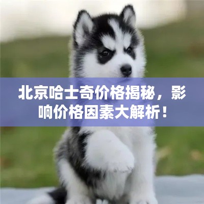 北京哈士奇價格揭秘，影響價格因素大解析！