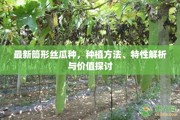 最新筒形絲瓜種，種植方法、特性解析與價(jià)值探討