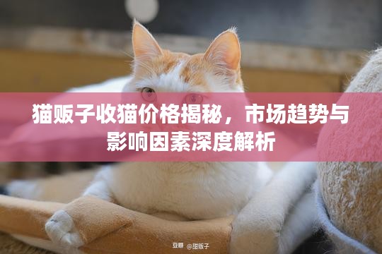 貓販子收貓價(jià)格揭秘，市場(chǎng)趨勢(shì)與影響因素深度解析