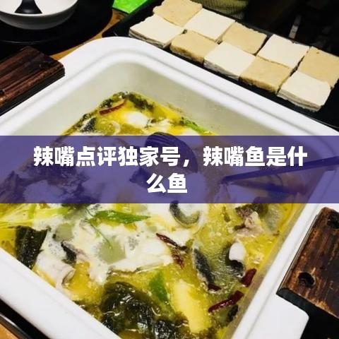 辣嘴點評獨家號，辣嘴魚是什么魚 