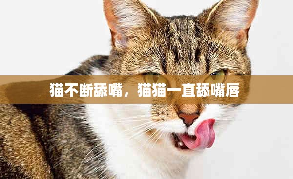 貓不斷舔嘴，貓貓一直舔嘴唇 