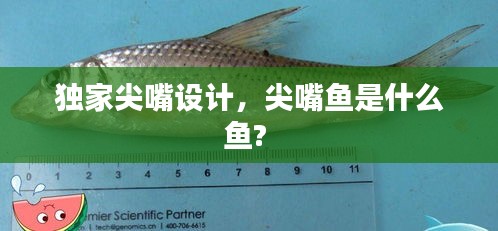 獨(dú)家尖嘴設(shè)計(jì)，尖嘴魚是什么魚? 