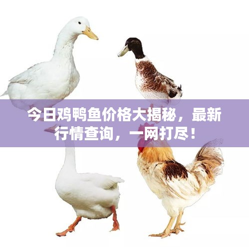 今日雞鴨魚價(jià)格大揭秘，最新行情查詢，一網(wǎng)打盡！