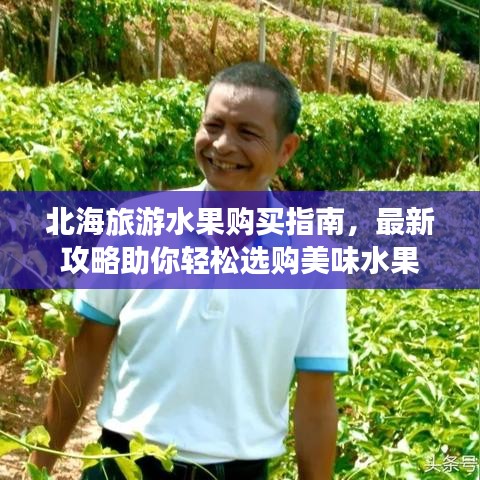 北海旅游水果購買指南，最新攻略助你輕松選購美味水果