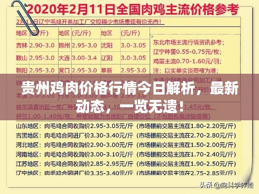貴州雞肉價格行情今日解析，最新動態(tài)，一覽無遺！